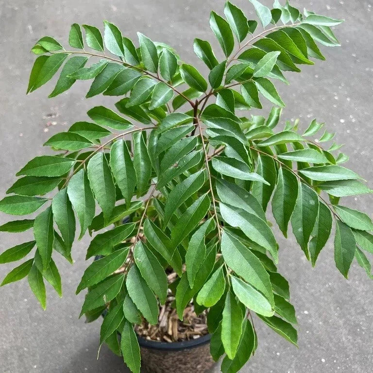 Curry Leaf Plant 6-Inch Well-Rooted Murraya Koenigii in Quart Pot – Aromatic Herb for Indoor Outdoor Gardens