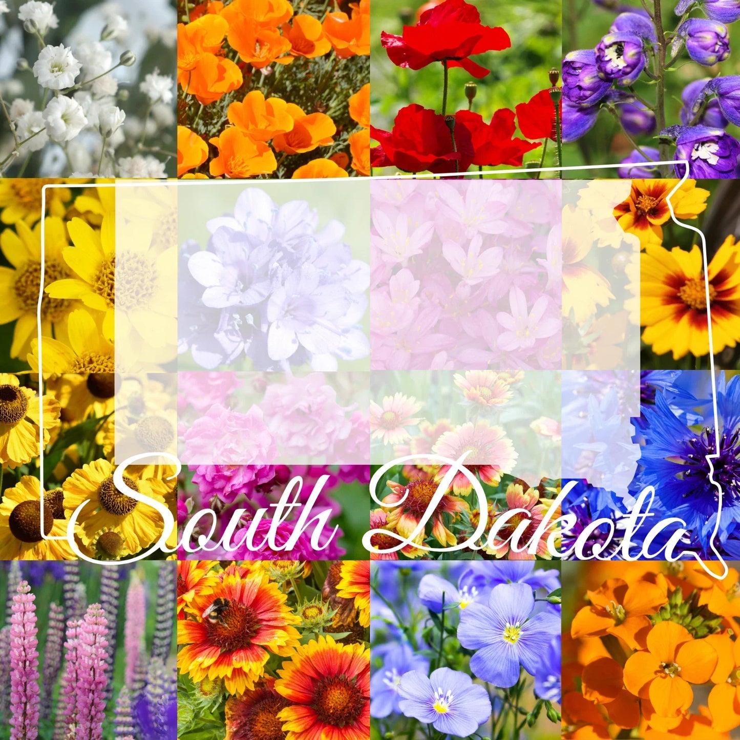 South Dakota Western Wildflower Seed Mix 1/2 Pound - Covers 1,600 sq ft - Native Pollinator Friendly
