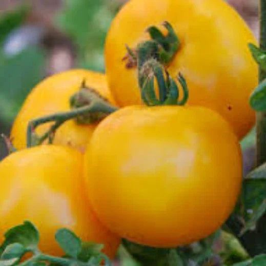 Mountain Gold Tomato Seeds | Heirloom Non-GMO Solanum lycopersicum | 20 Seeds