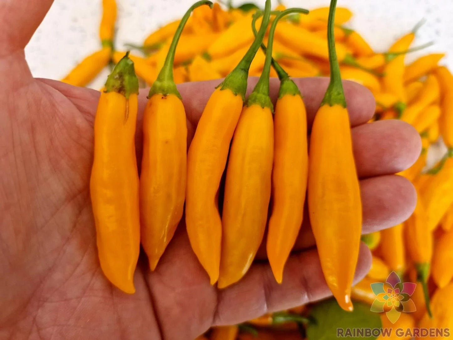 Aji Cito Hot Pepper Seeds - 25+ Pack, Capsicum baccatum, Spicy Yellow-Orange Fruit, Garden & Pot Growing, USA Grown