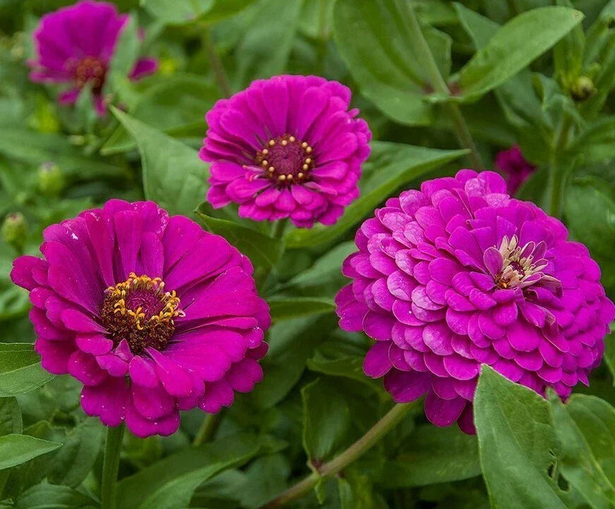 Purple Prince Zinnia Flower Seeds - 100+ Annual, Vibrant Purple Blooms, Pollinator Friendly
