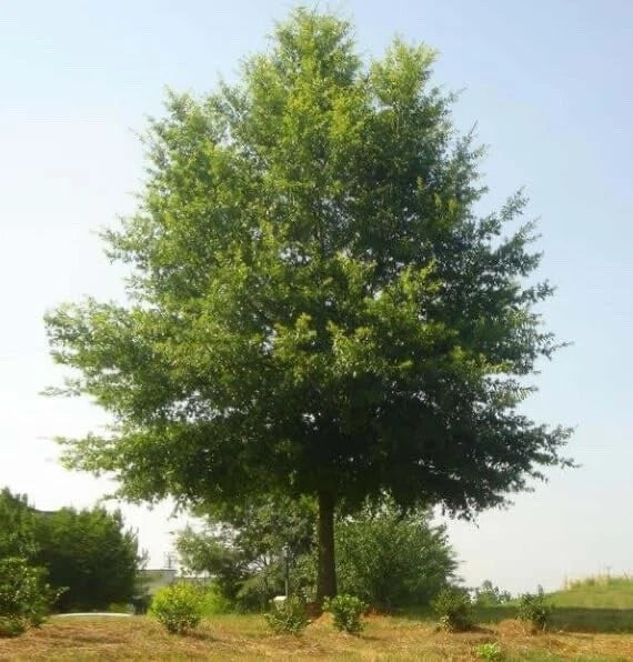 Willow Oak Tree Seedlings - 1-2 Feet Tall - Quercus phellos - Fast-Growing Hardwood for Landscaping & Reforestation