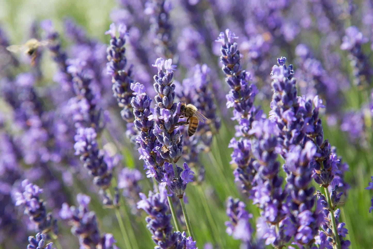 True Lavender Seeds Non-GMO Lavandula angustifolia Flowering Herb for Gardens & Containers