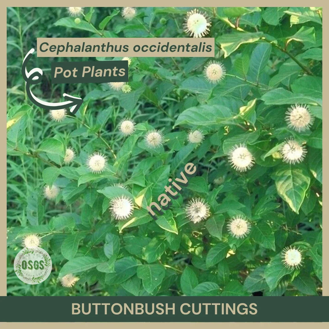 Buttonbush Cuttings 12" Fresh Cephalanthus occidentalis Native Wetland Plant for Pollinators