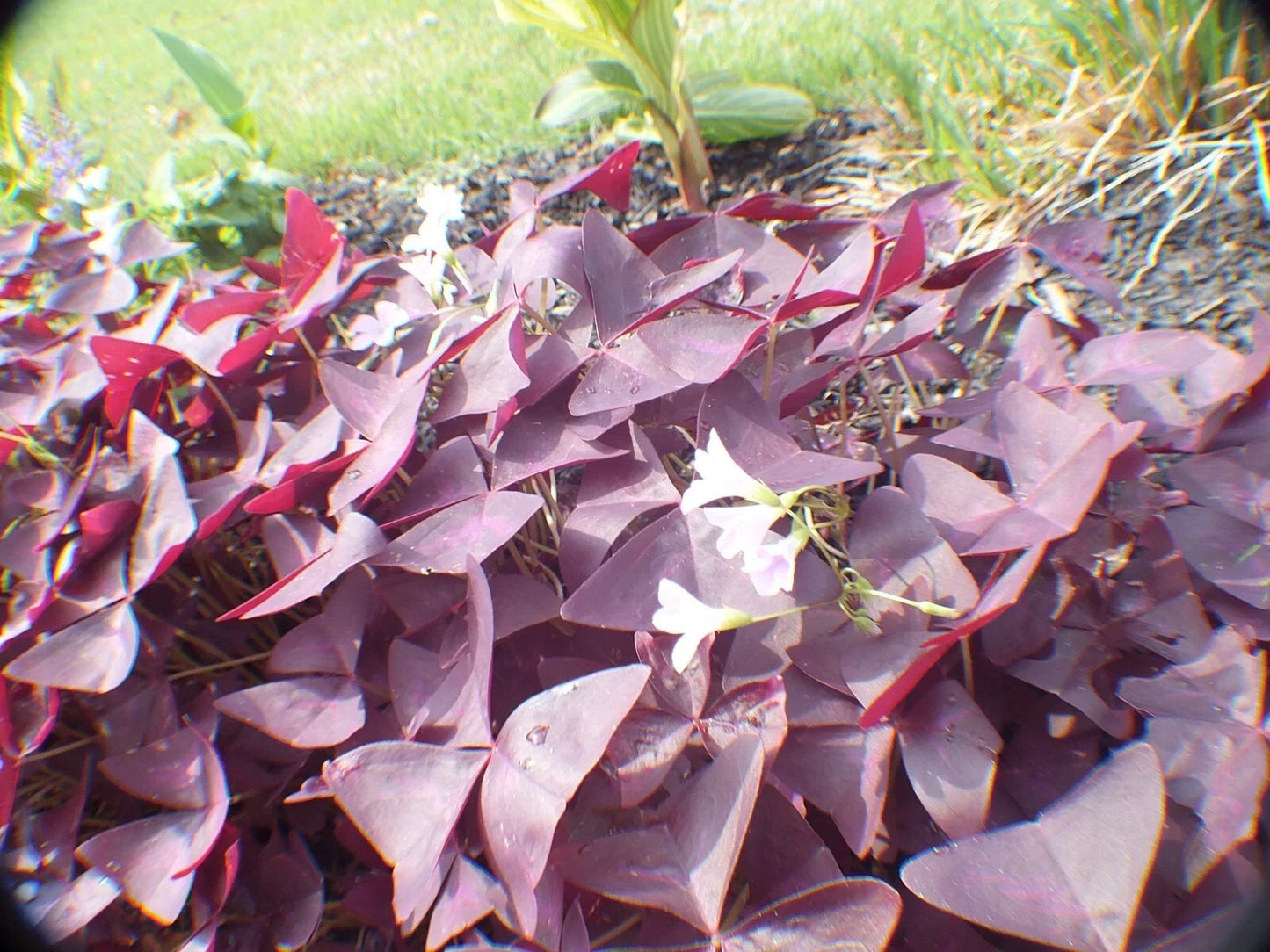 Butterfly Plant Roots 25 Pack, Hardy Purple Flowers, Asclepias tuberosa, Perennial Roots for Pollinators and Gardens