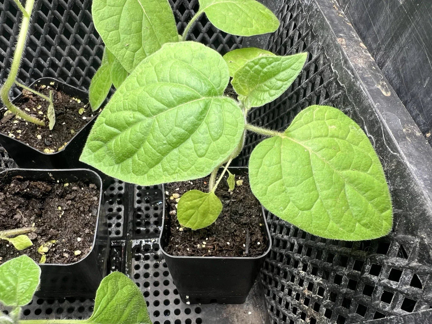 Golden Berry Live Plant - Physalis Peruviana Edible Fruit Plant for Garden