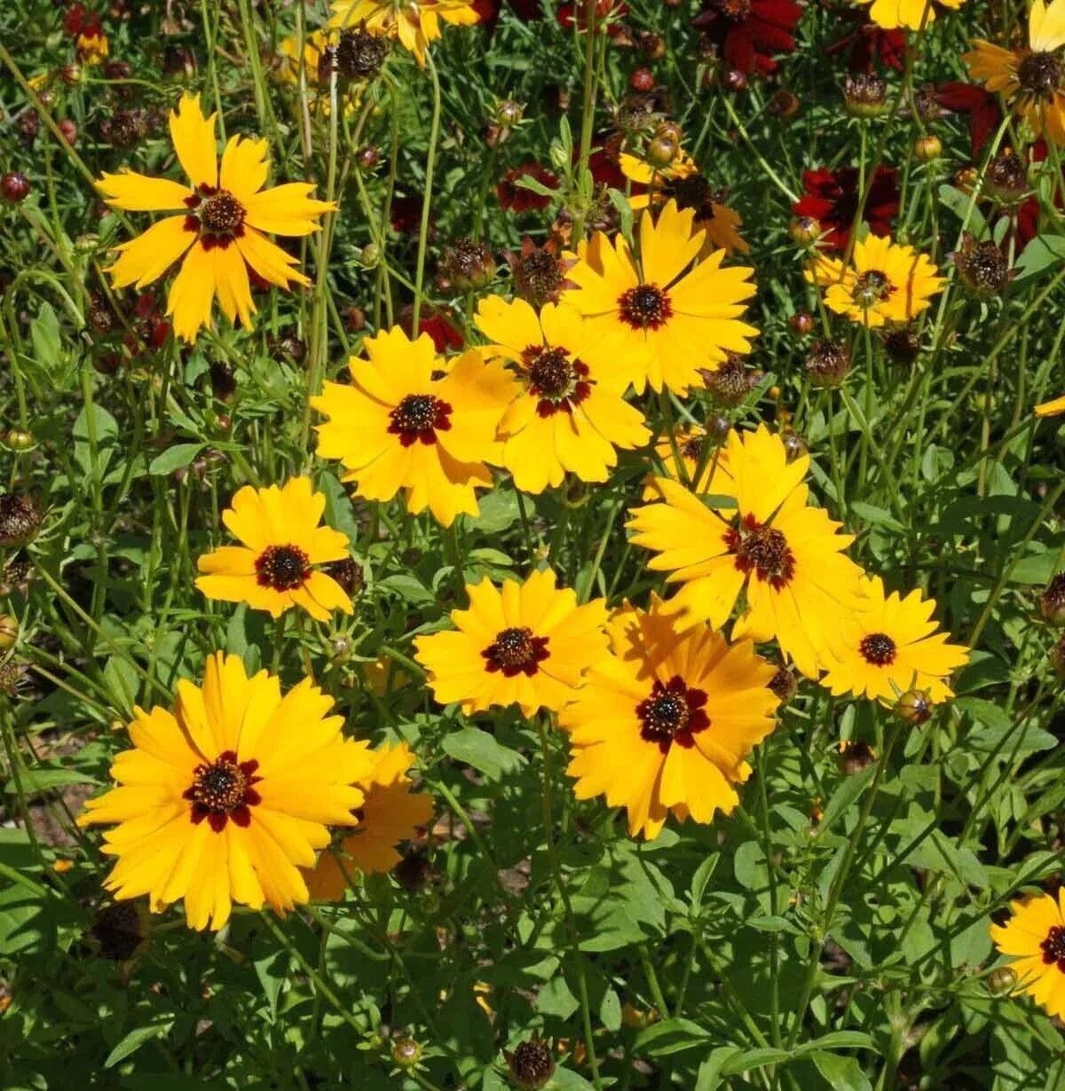 Golden Wave Tickseed Seeds 300+ | Coreopsis Basalis | Annual Flower | USA