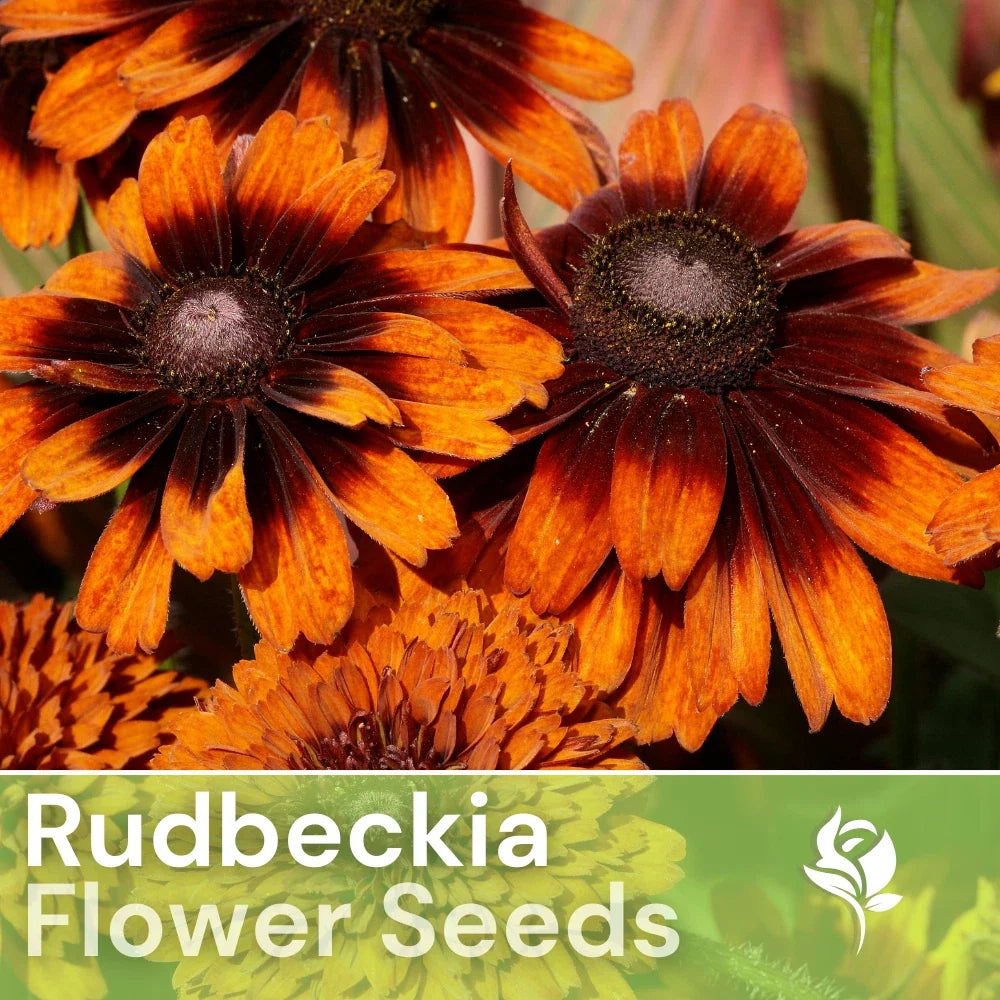 Cappuccino Rudbeckia Seeds - 125+ Annual Flower Seeds for Garden, Rudbeckia hirta, Coffee-Colored Blooms, Easy to Grow