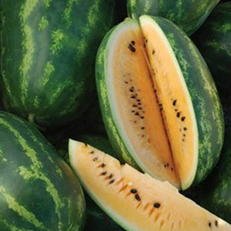 Tendersweet Orange Watermelon Seeds 20 Ct - Sweet USA Variety Citrullus lanatus