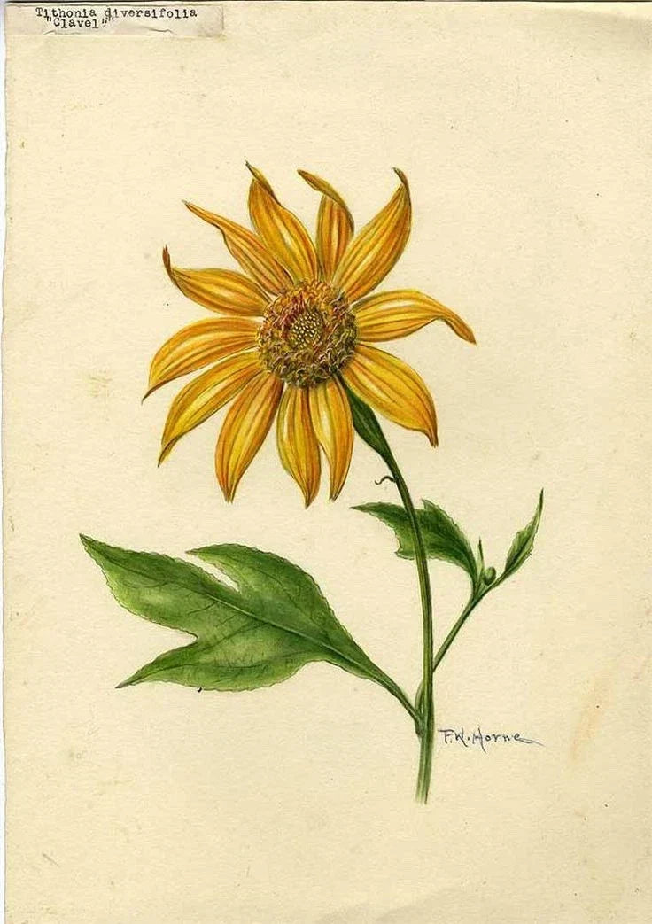 Organic Mexican Sunflower Cuttings - Tithonia Diversifolia - 5 Healthy Plants for Garden or Container