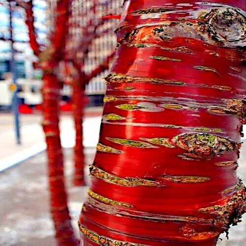 Tibetan Paper Birchbark Cherry Tree Seeds - Prunus serrula - Hardy Ornamental Tree for Gardens