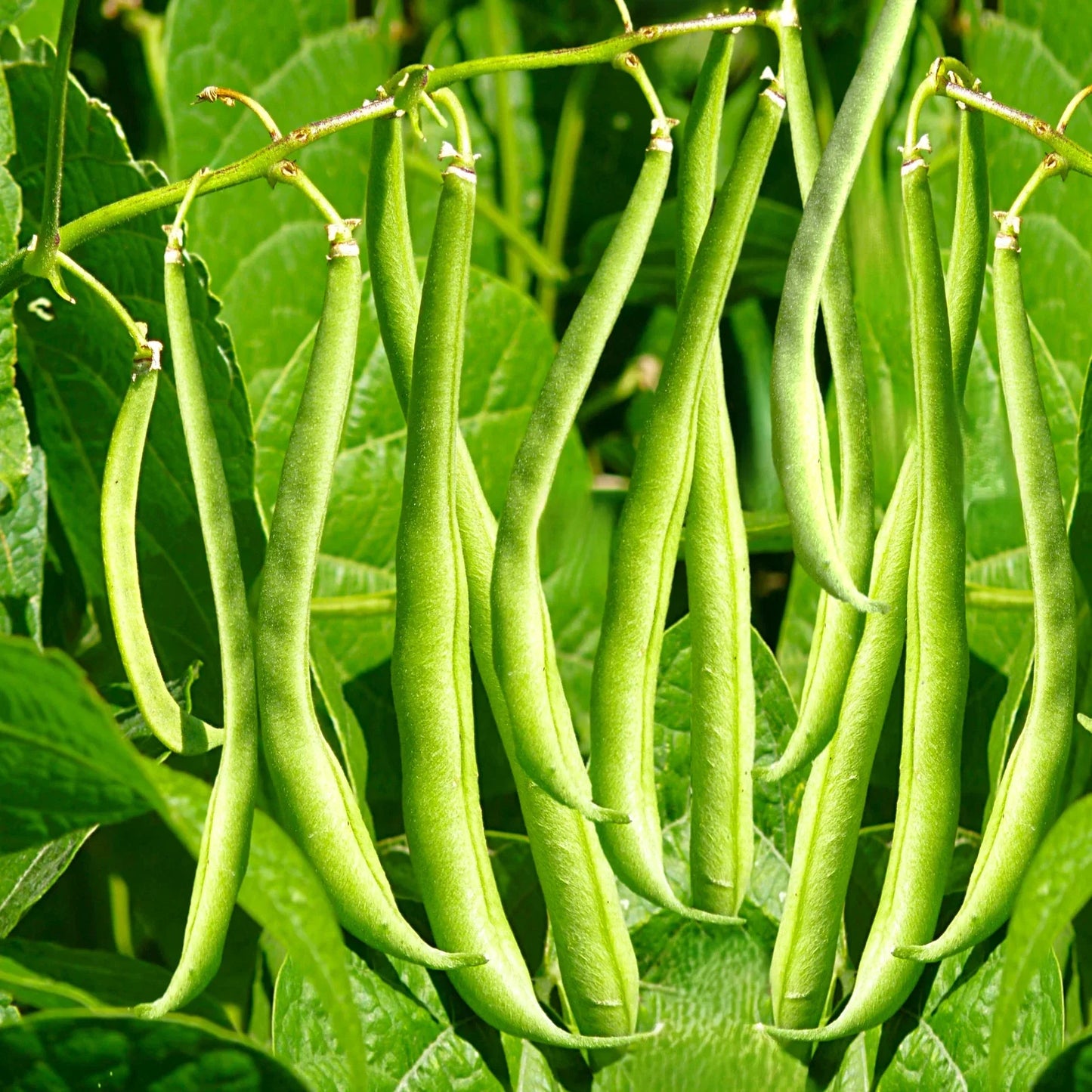 Masai French Filet Bean Seeds – Haricot Vert, Organic, High-Yielding, Bush Type, Phaseolus vulgaris, 2025 Planting