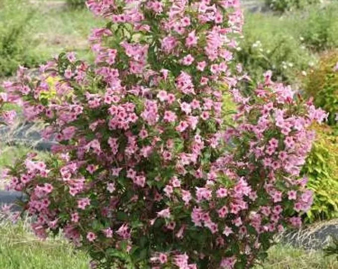 Polka Weigela Cutting 8-12" Pink Flowers Live Rooted Plant Weigela florida 'Polka' for Zones 4-8