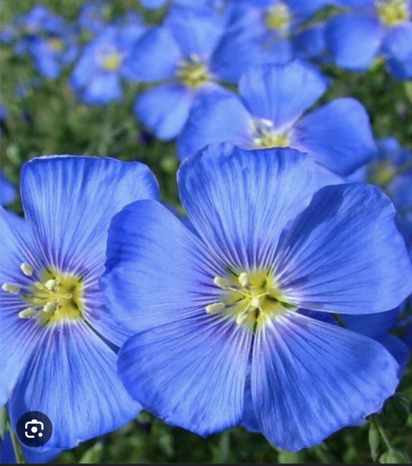 100 Blue Flax Seeds - Perennial Linum perenne, Easy to Grow, Profuse Blue Blooms