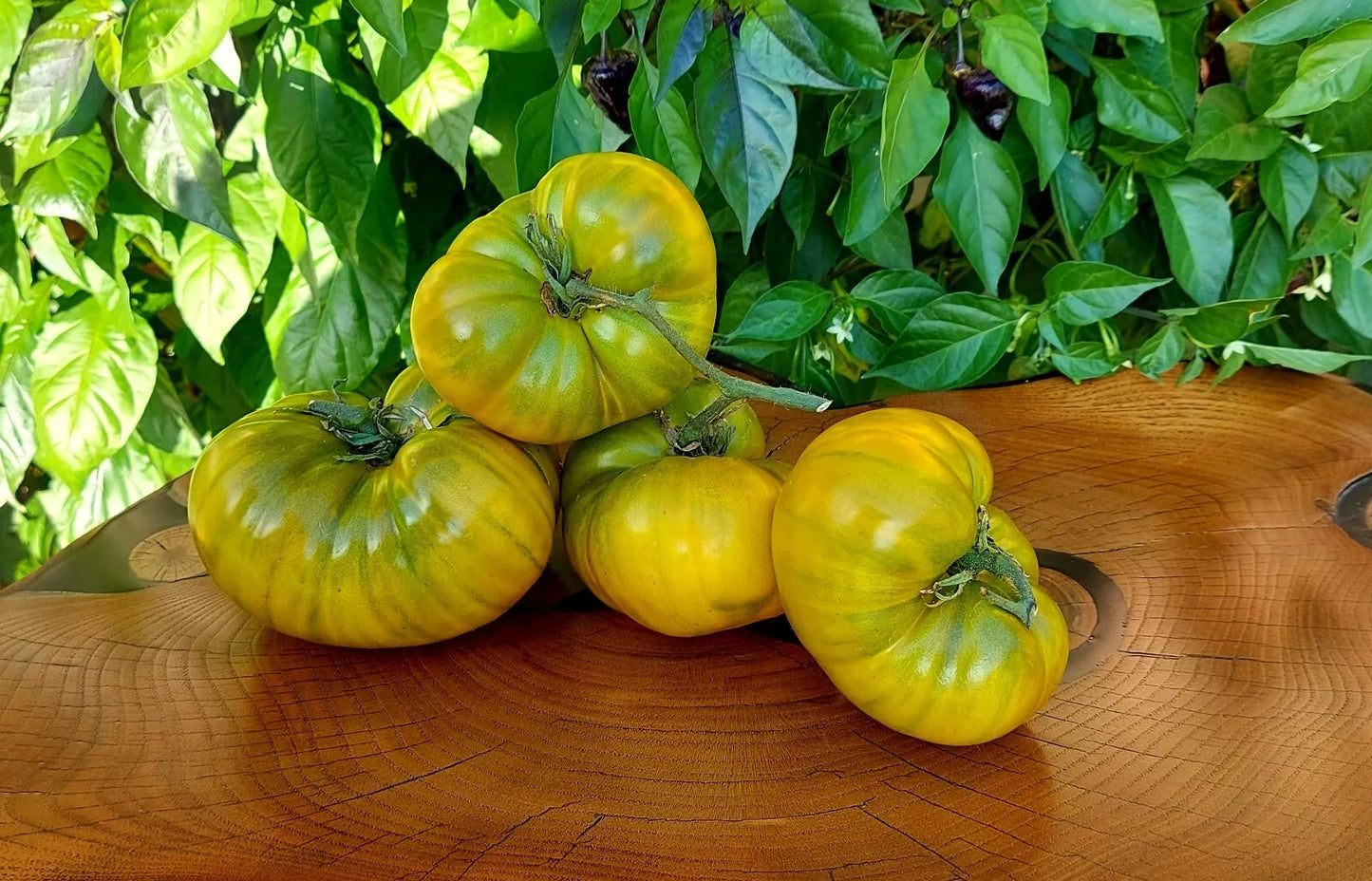 Cherokee Green Tomato Seeds - Organic Heirloom Non-GMO - 10+ Rare Seeds for Home Gardening