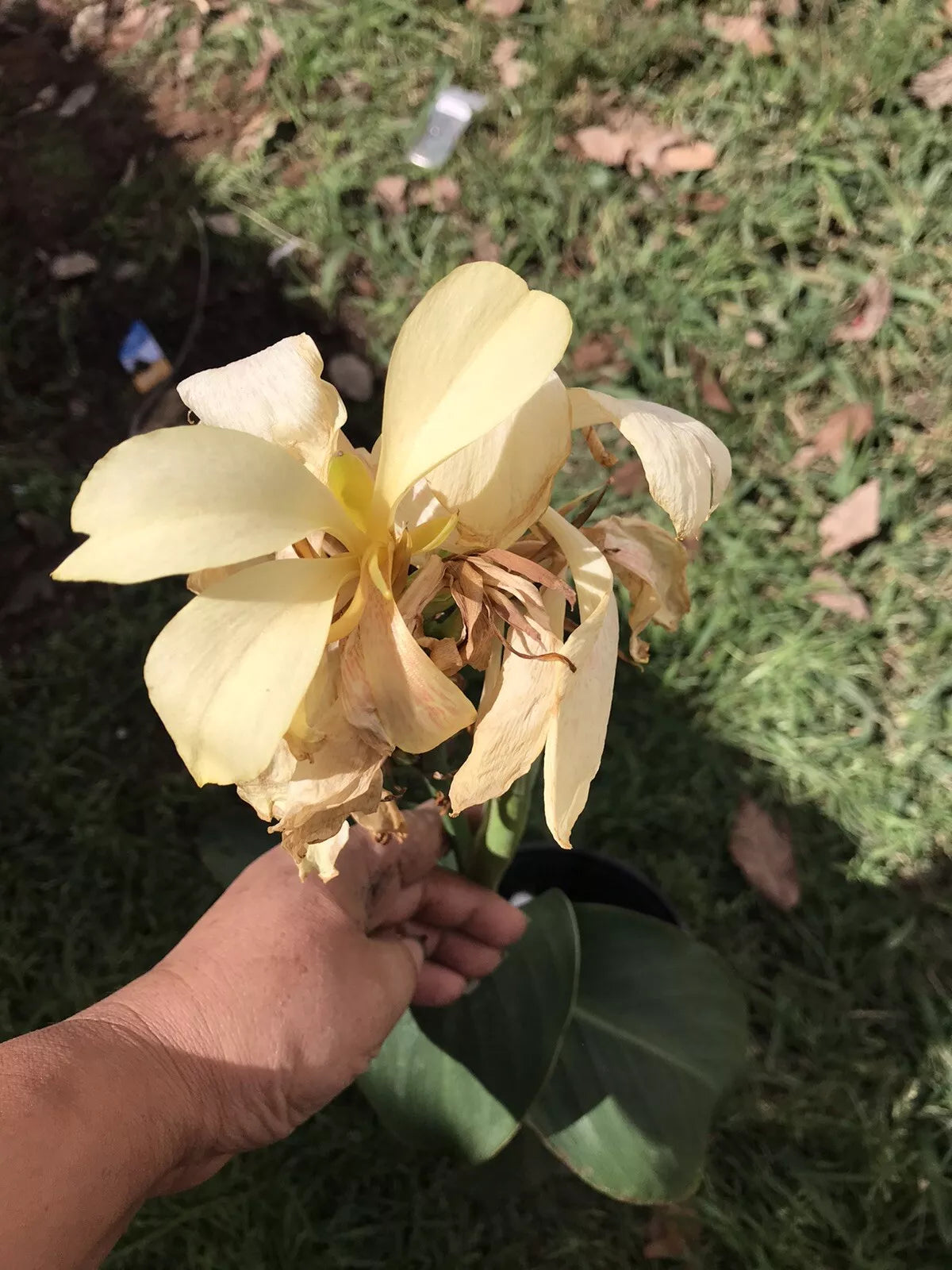 Ivory Canna Lily Live Plant Rhizome in Gallon Pot - Rare Canna indica