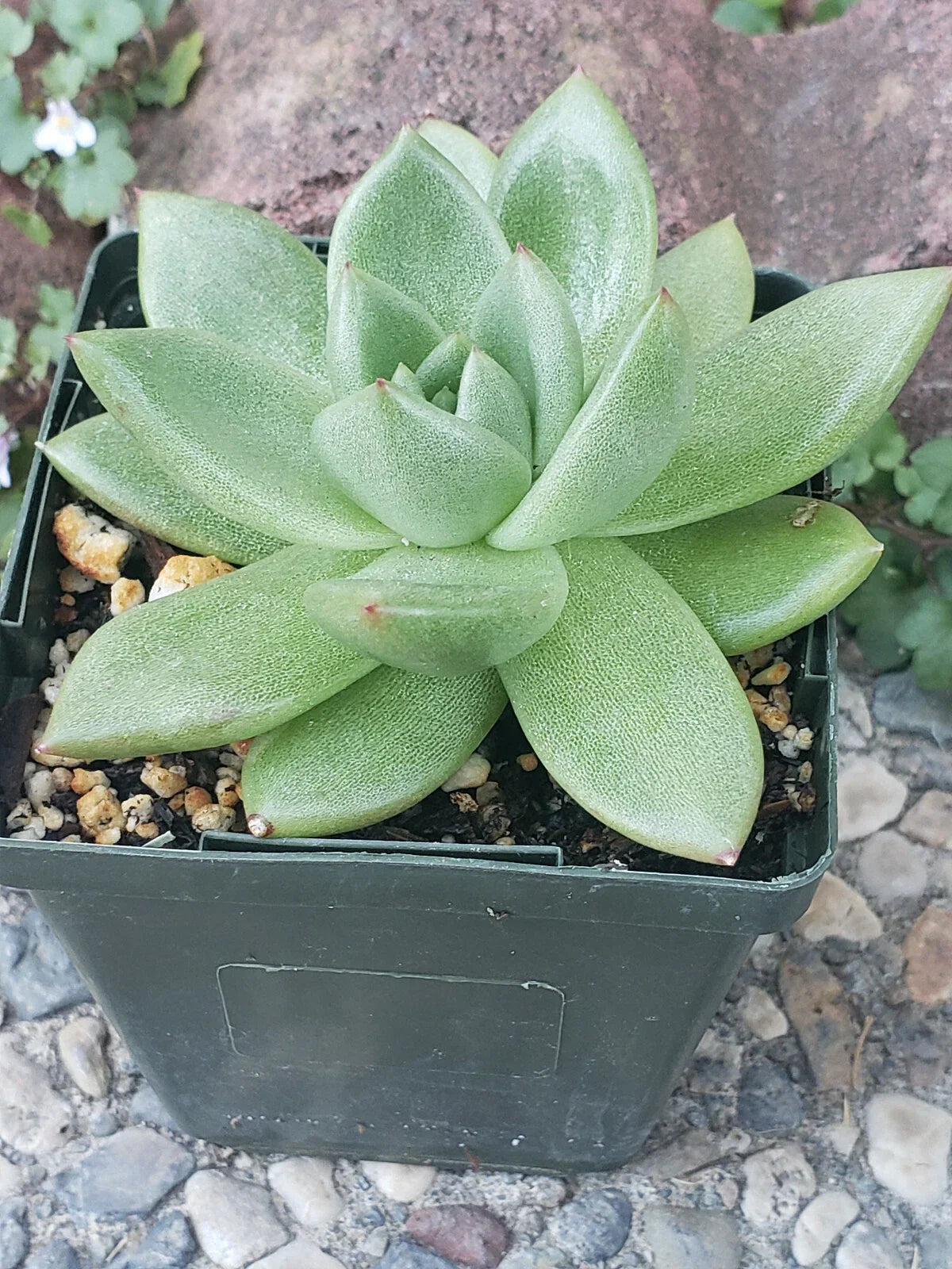 Echeveria Agavoides 4" Potted Plant - Rare Succulent for Indoor and Outdoor