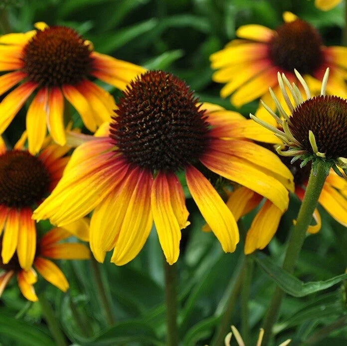 Yellow Orange Coneflower Seeds, Echinacea purpurea, Perennial Flower Seeds, Full Sun, Butterfly & Bee Attractant, 50 Seeds