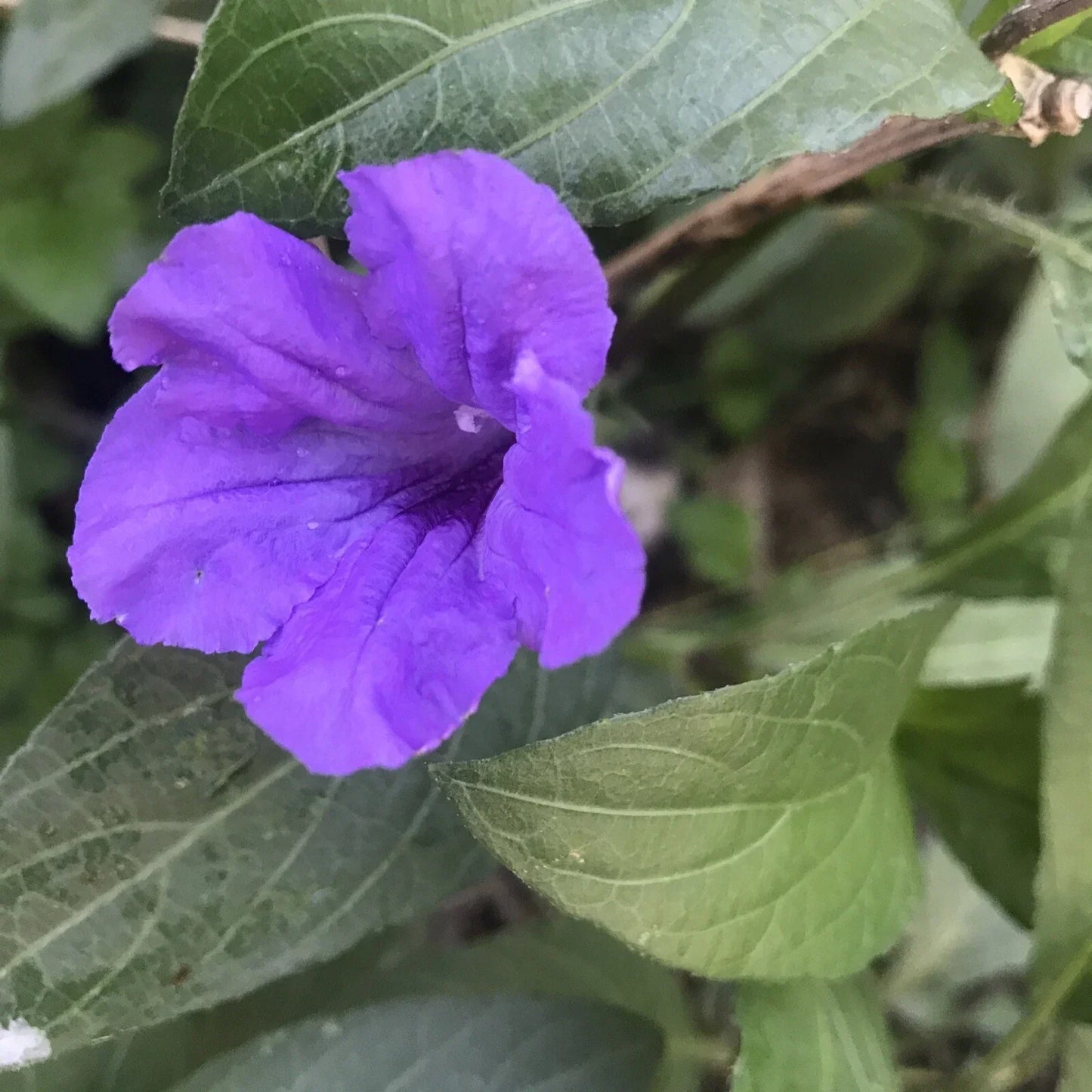 Mexican Petunia Live Plants 6" to 8" Ruellia Tuberosa Bare Roots - 3 Plants