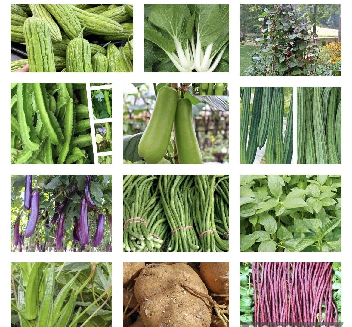 Asian Vegetable Seeds Packets – Filipino Varieties for Home Garden – Easy Planting – Varies by Type