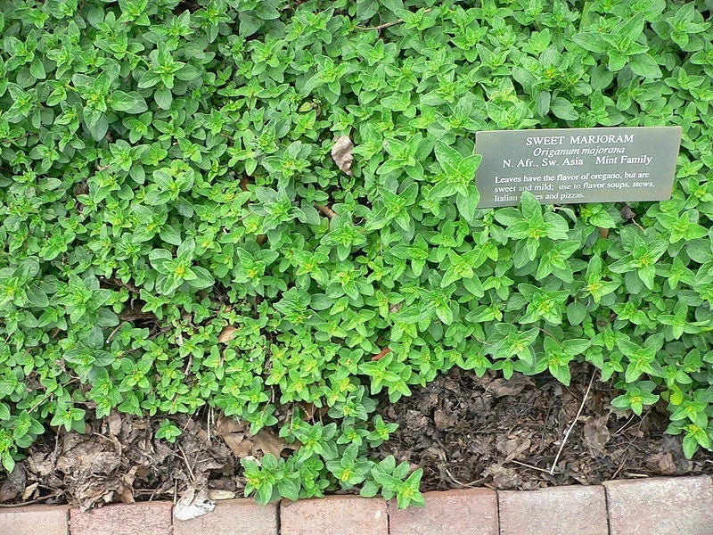 1400 Marjoram Herb Seeds - Heirloom Origanum majorana for Culinary & Garden Use