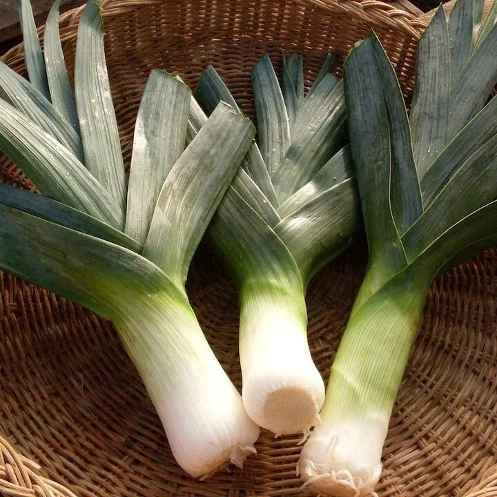 Big Giant Leek Seeds - 500 Pack NON-GMO Heirloom Allium ampeloprasum USA Seller