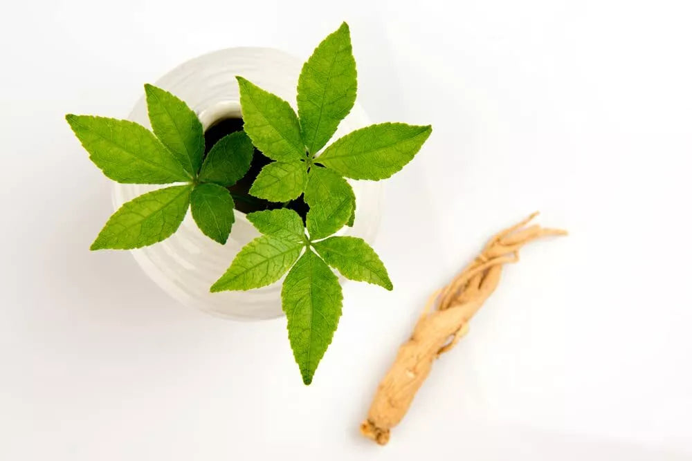 50 Female Ginseng Seeds - Panax quinquefolius Medicinal Herb - Shipped from Iowa, USA