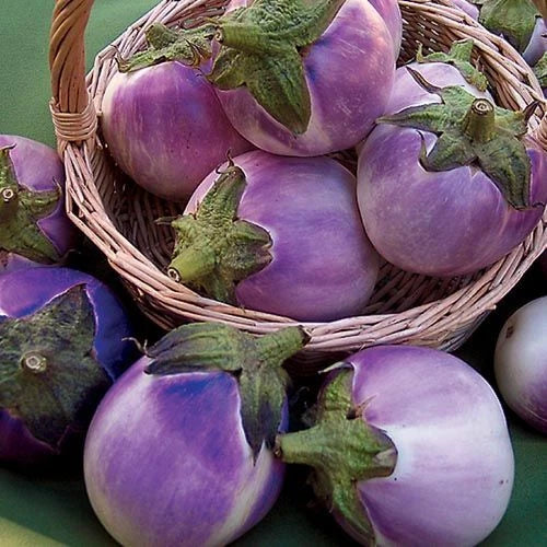 Round Mauve Eggplant Seeds 50+ Non-GMO Solanum Melongena Vegetable USA