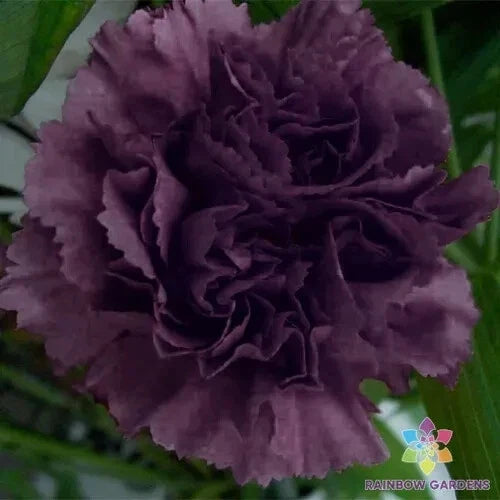 200+ Grenadin King of Blacks Carnation Seeds - Dianthus caryophyllus, Dark Red & Black Flowers, Garden Seeds, USA Shipping