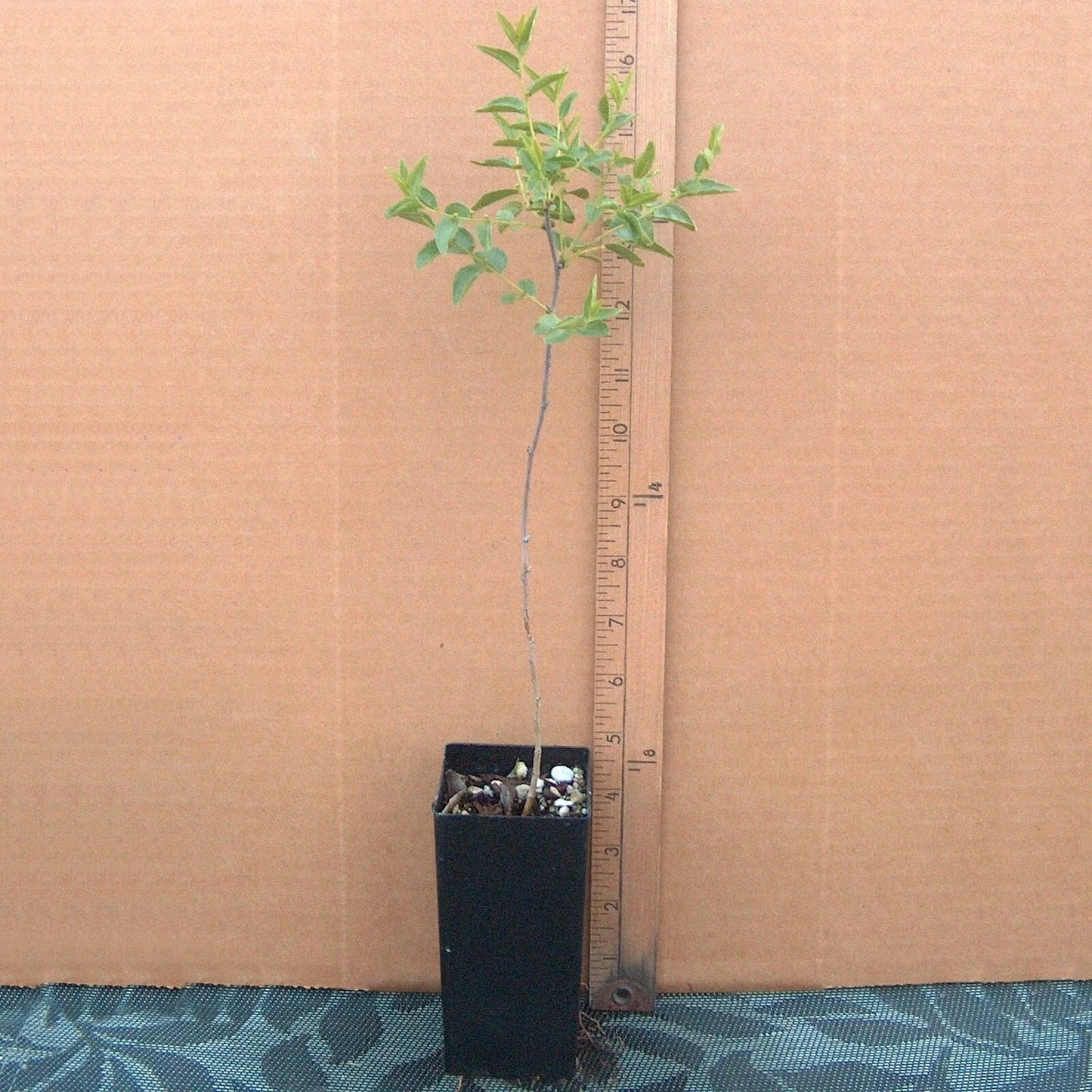 Sour Jujube Rootstock Small Tree for Grafting - Ziziphus jujuba, Fruit Production, Potted Plant