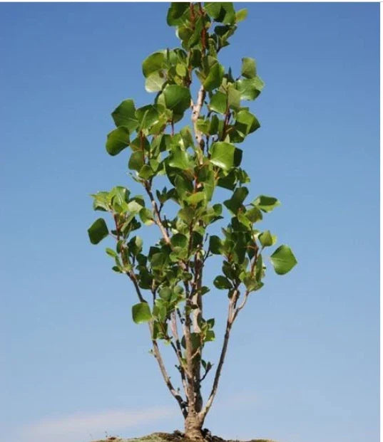 Love Bonsai Tree Cutting, Ficus microcarpa, Indoor Plant, Small, Easy Care, Gift, Home Decor