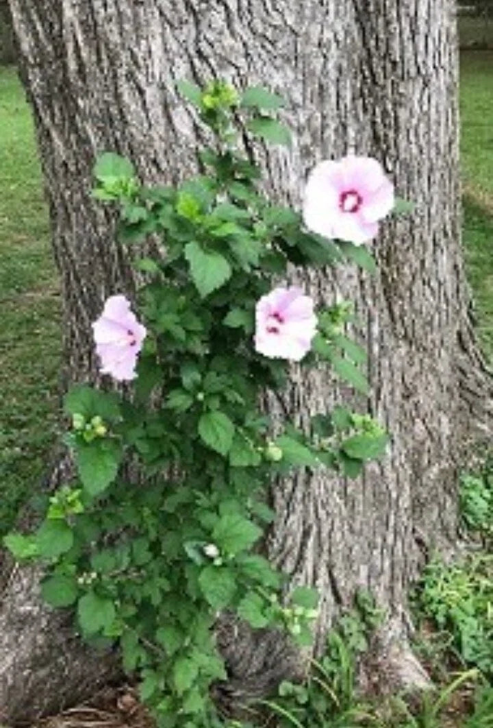 Rose of Sharon Hibiscus Live Plant Roots – 12 Starter Bushes, Deciduous Shrub, Hibiscus syriacus, Fast-Growing, Pollinator-Friendly