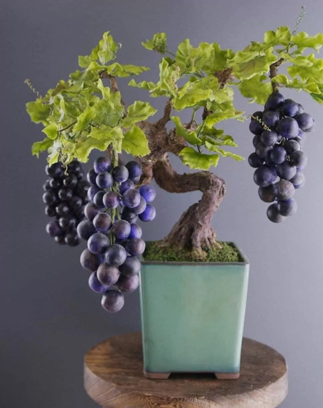 Grape Bonsai Tree Seeds - Vitis vinifera - Miniature Planting Kit with 50+ Seeds for Indoor and Outdoor Gardening