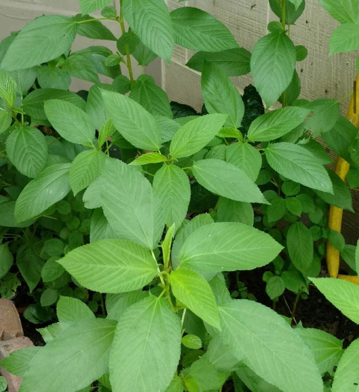 Egyptian Spinach Seeds - 200+ Saluyot Jute Molokhia Corchorus olitorius Heirloom Vegetable Garden Seeds