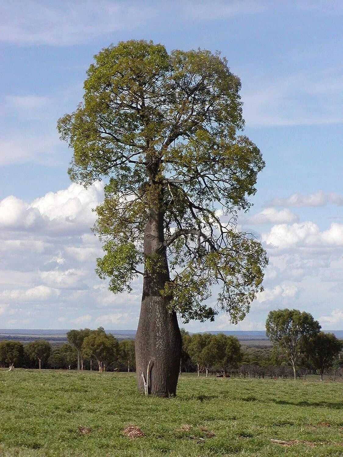 Queensland Bottle Tree Live Plant in 3 Gallon Pot - Brachychiton rupestris with Unique Tropical Foliage