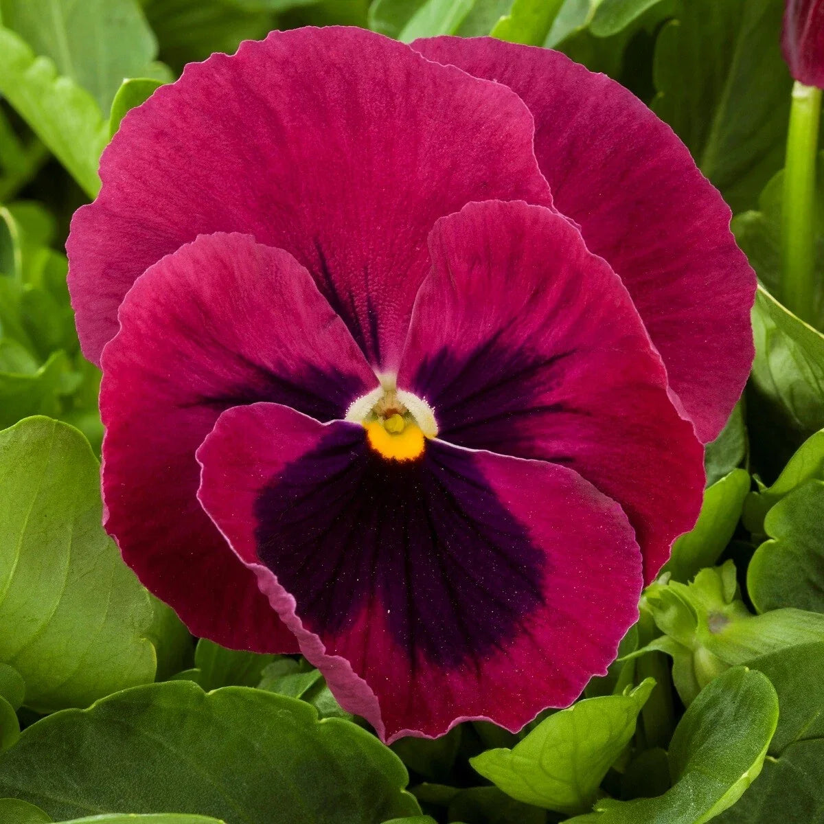 Pansy Seeds - 50 Giant Rose Blotch Viola tricolor var. hortensis for Garden Beds & Containers