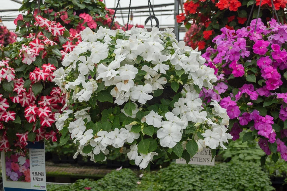 Busy Lizzy Impatiens Seeds 500 Count Premium White – Impatiens walleriana for Shade Gardens, Containers & Borders