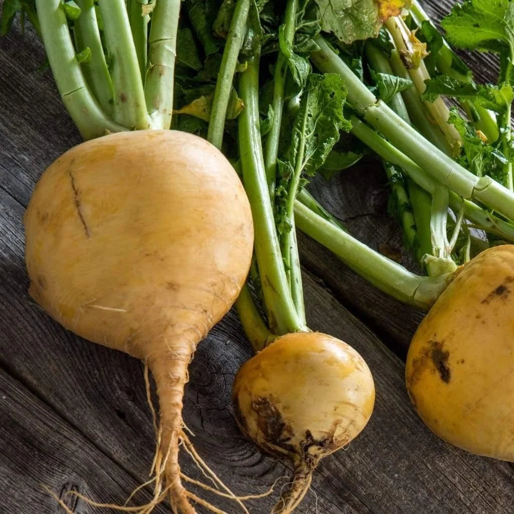 Golden Globe Turnip Seeds - Non-GMO, Brassica rapa, Seed Packets for Home Gardening, Easy Grow, Free Shipping