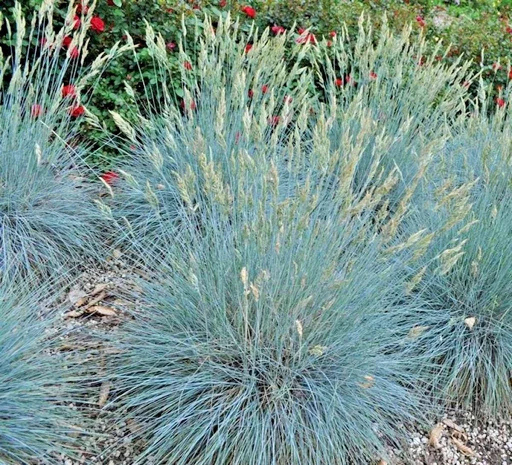 Blue Fescue Grass Seeds - Ornamental Clumping Variety - Drought Tolerant, Low Maintenance - Festuca glauca