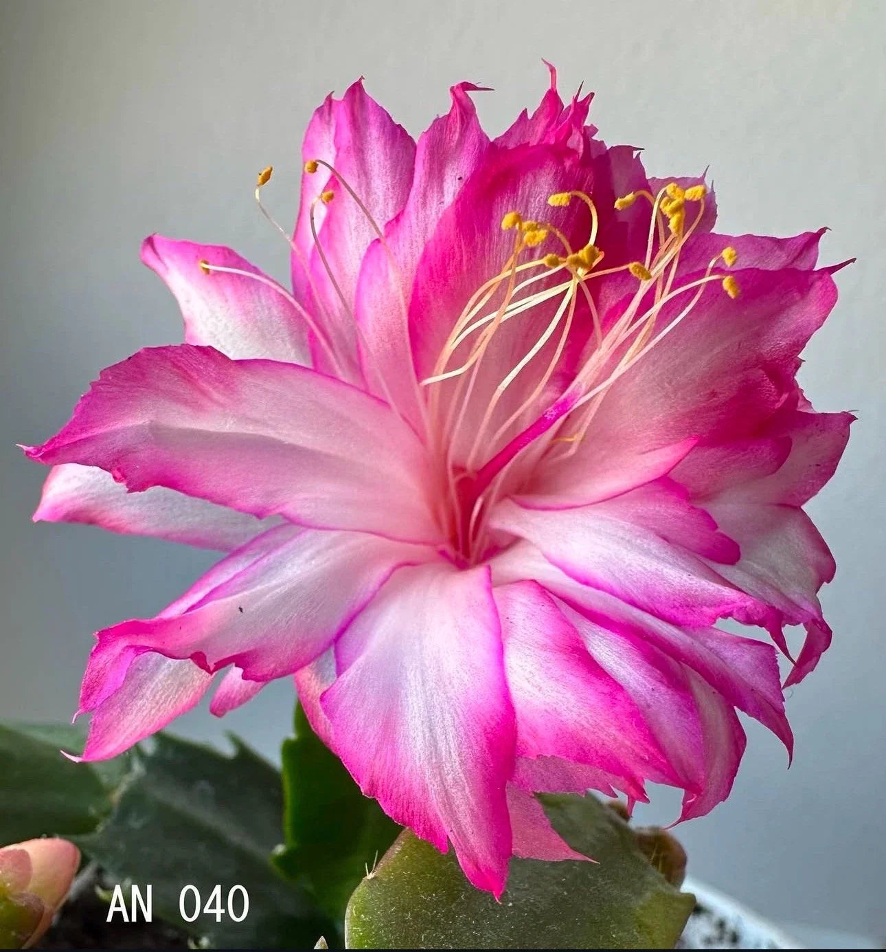 Schlumbergera Rooted Segments - Christmas Cactus Plant Cuttings - Indoor Houseplant - Schlumbergera truncata