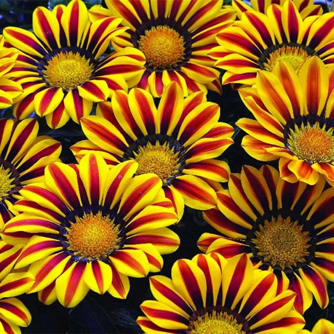 Gazania Seed Packets - Red and Yellow Varieties - Gazania rigens Flower Seeds for Garden, Borders, Containers