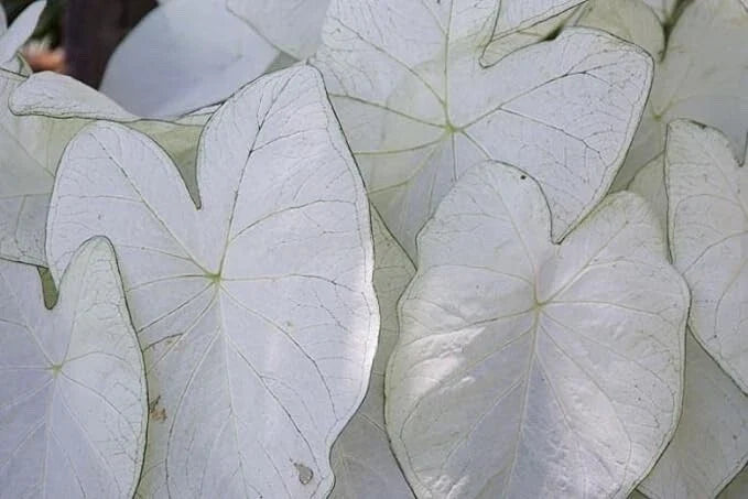 Caladium Bulbs for Planting – 2 Bulbs – Fancy Varieties – Caladium bicolor – Easy to Grow, Vibrant Foliage, Shade-Loving