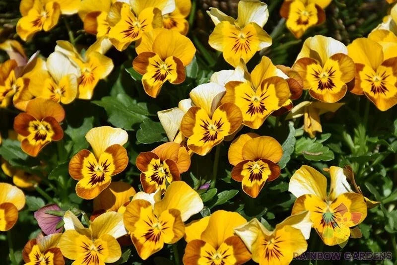 Corina Honeybee Pansy Seeds - 200+ Pack Viola x wittrockiana Non-GMO Garden Seeds for Borders & Containers