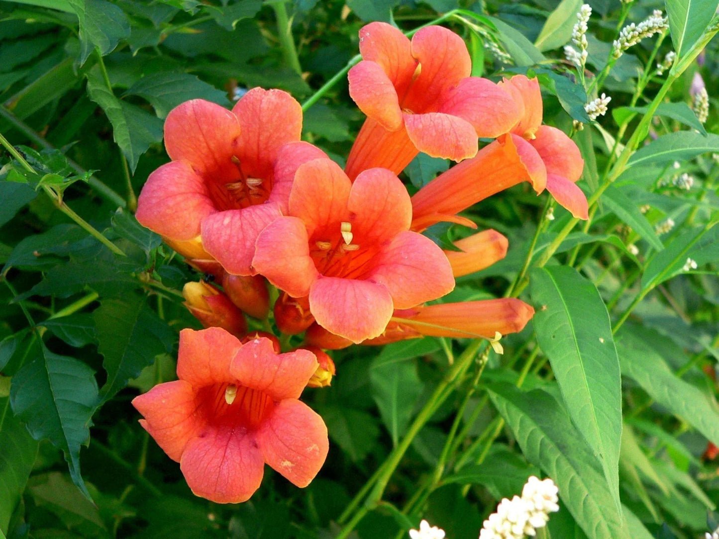 Hummingbird Trumpet Creeper Vine Seeds - 70 Count - Campsis Radicans