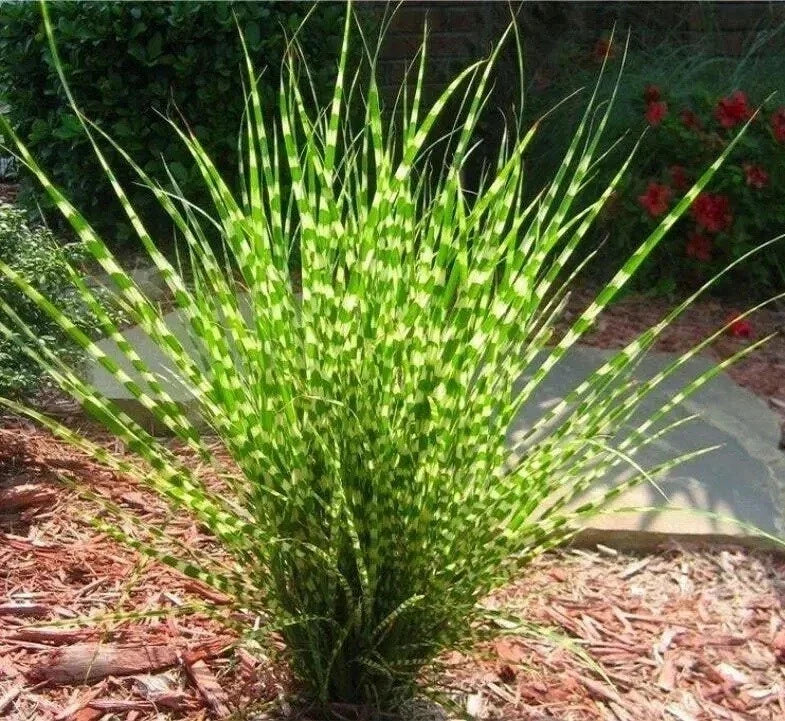 Live Large Zebra Maiden Grass Plant Clump | Miscanthus sinensis 'Zebrinus' | Ornamental Grass for Borders & Landscaping