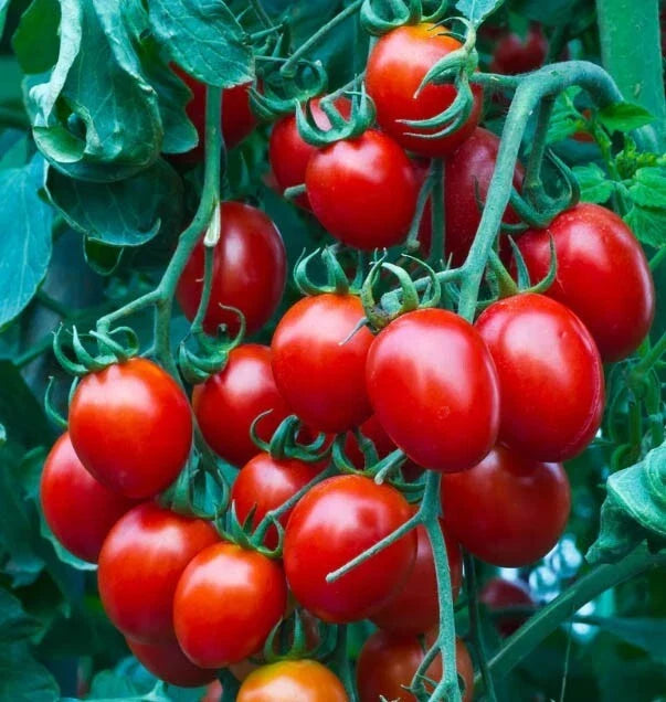 Cherry Tomato Seeds - Small Red Heirloom - Indeterminate, Non-GMO - Solanum lycopersicum - 100 Seeds for Container Gardening