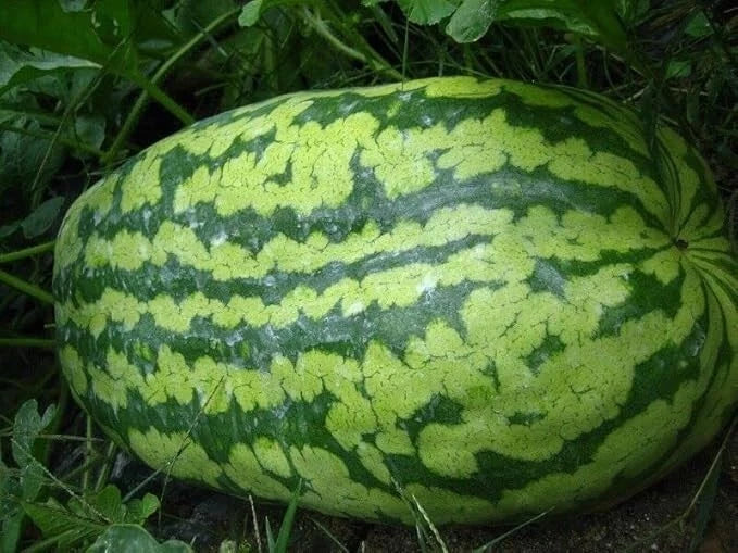 Carolina Cross Watermelon Seeds - 12 Non-GMO Heirloom Seeds for Home Gardening