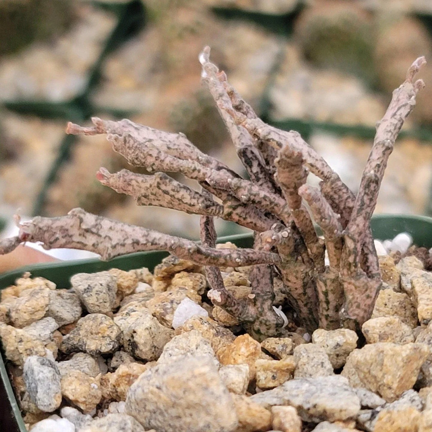 Euphorbia Platyclada Cactus Plant - Live Succulent in Biodegradable Pot - Unique Flat-Stemmed Cactus for Indoor & Outdoor Decor