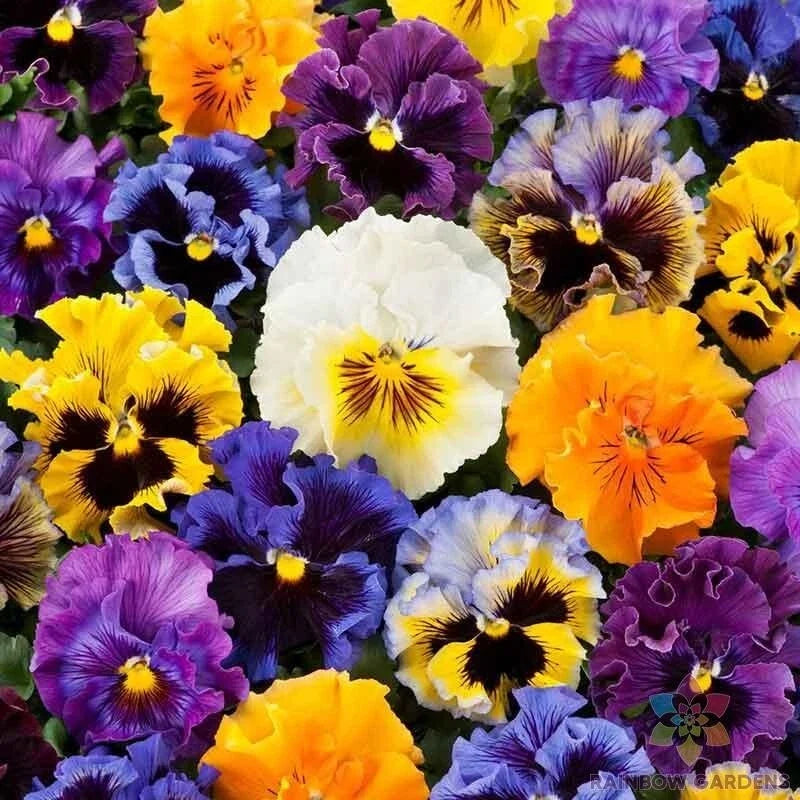 Frizzle Sizzle Mix Pansy Seeds - Viola x wittrockiana Garden Flower Seeds for Borders & Containers, 200+ Seeds