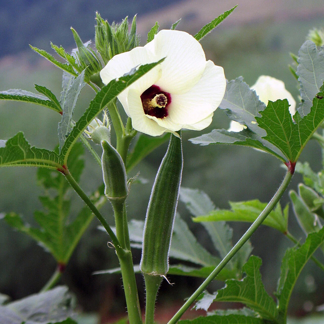 Cowhorn Okra Seeds Non-GMO Spineless Large Variety Abelmoschus esculentus
